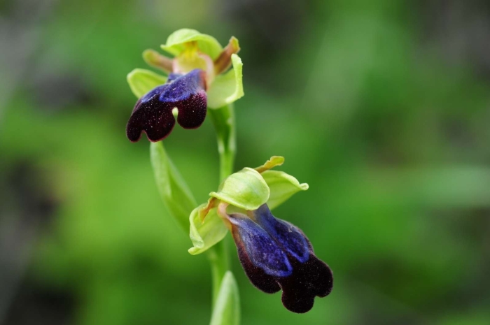 Ophrys fusca