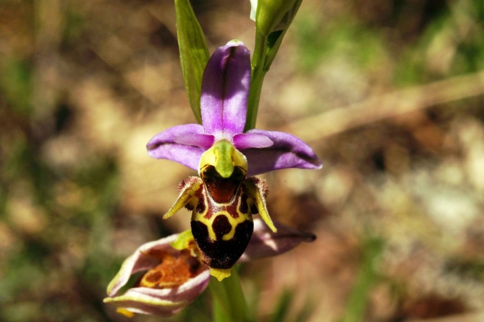 Орхидея ophrys apifera