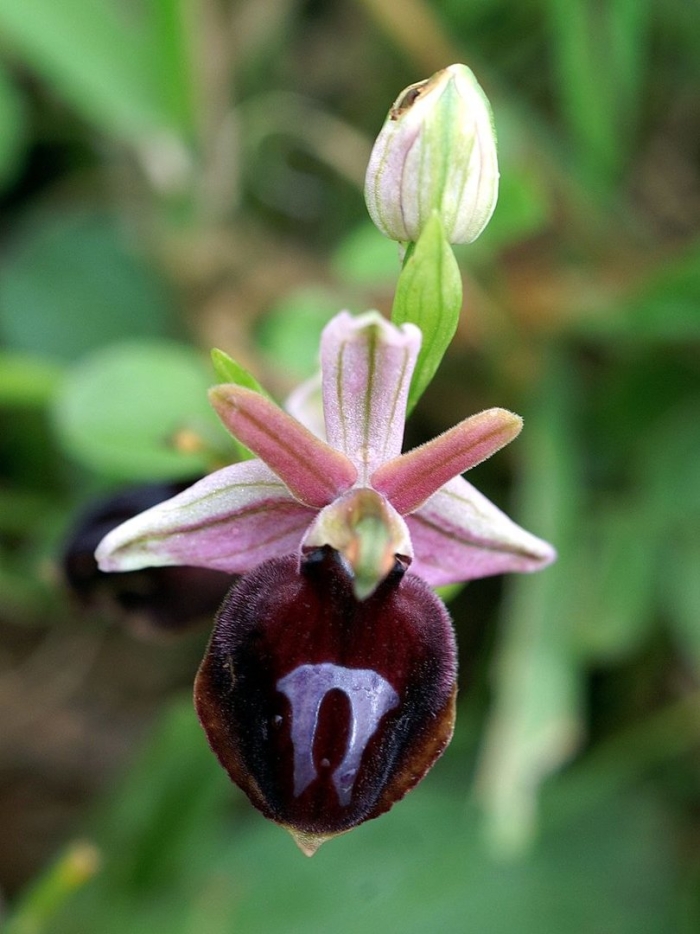 Офрис насекомоносная