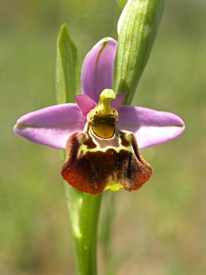 Орхидея офрис рогатая