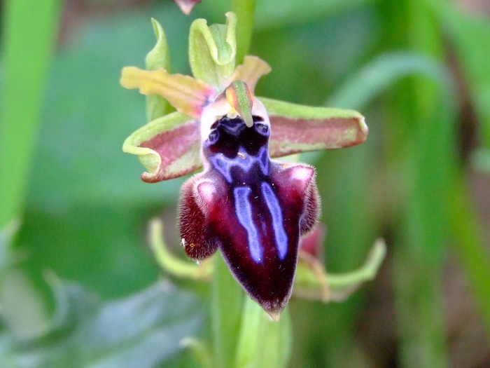 Цветок орхидеи