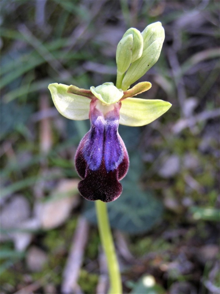 Офрис пчелоносная