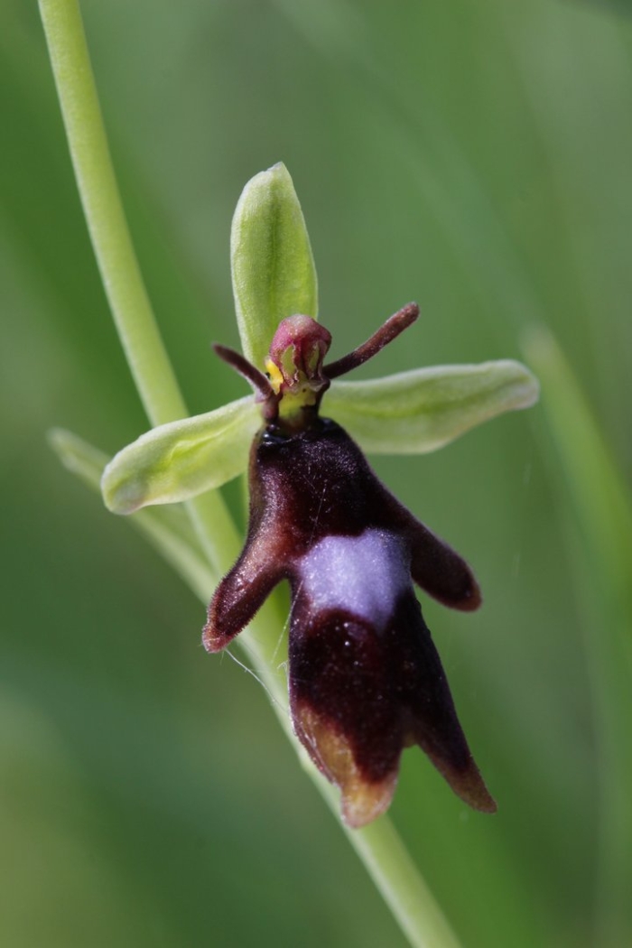 Орхидея pelatantheria insectifera