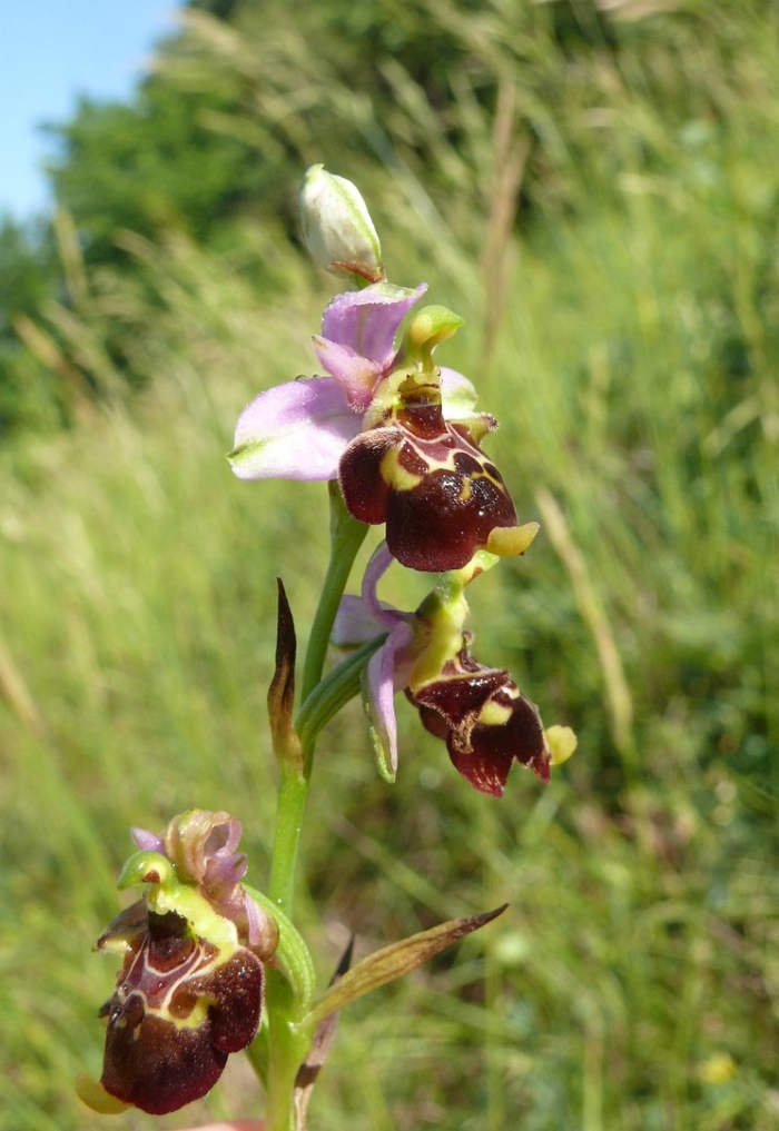 Орхидея офрис кавказская