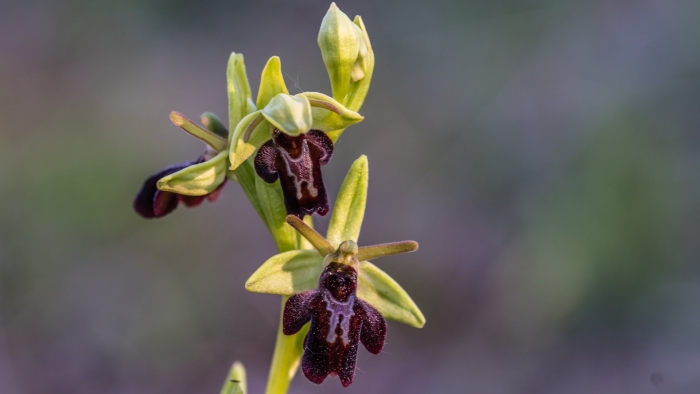 Ophrys insectifera