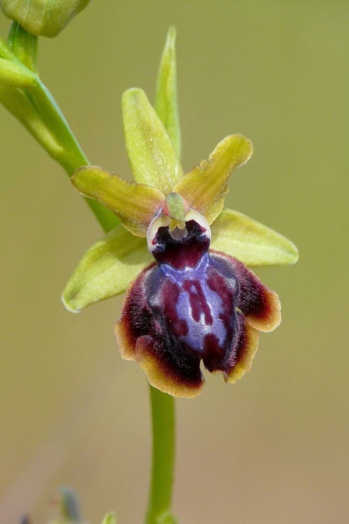 Офрис пчелоносная