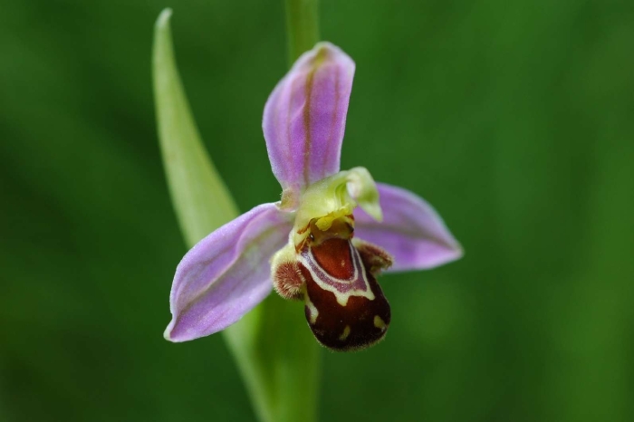 Офрис пчелоносная