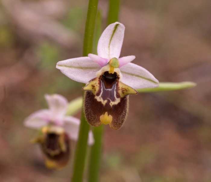 Офрис оводоносная