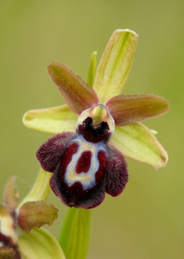 Офрис цветок