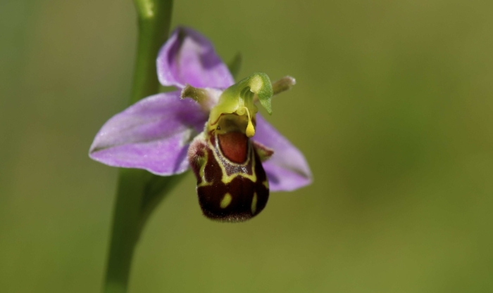 Орхидея ophrys apifera