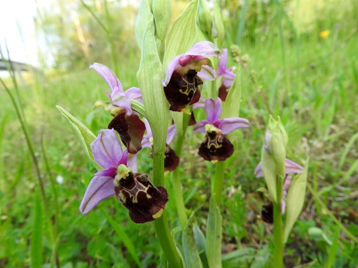 Ophrys holosericea