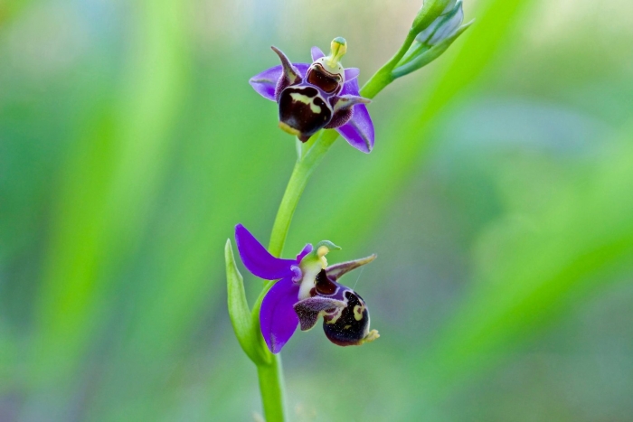 Bee orchid