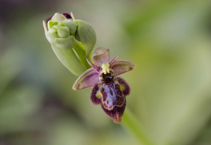 Офрис пчелоносная