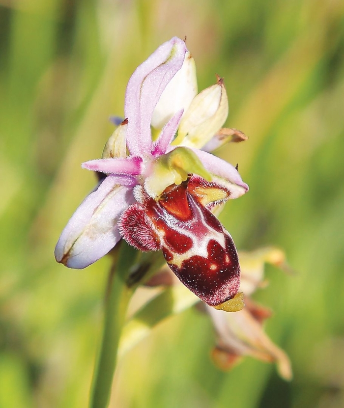 Орхидея ophrys apifera