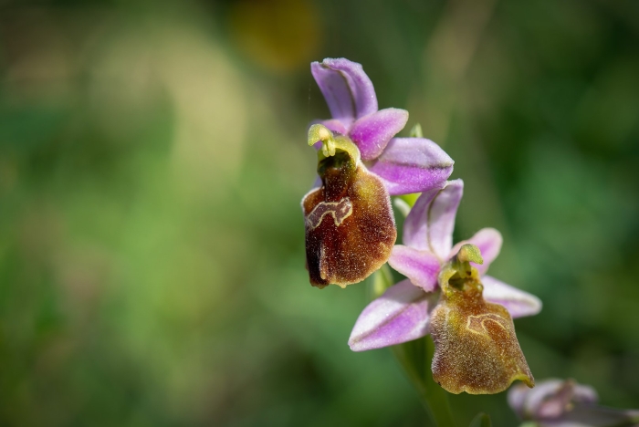 Офрис пчелоносная