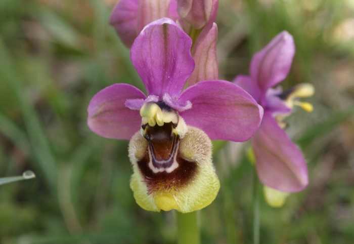 Ophrys tenthredinifera