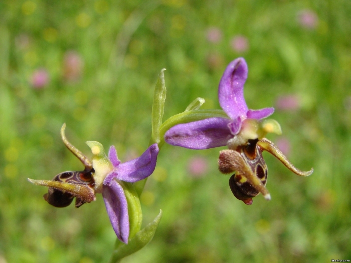 Офрис пчелоносная