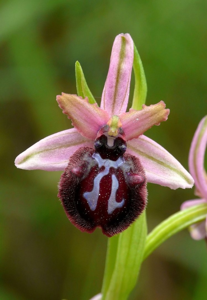 Ophrys sipontensis