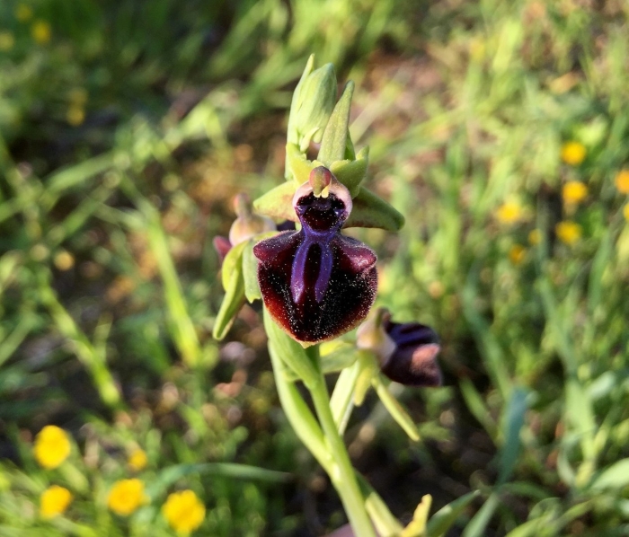 Офрис оводоносная