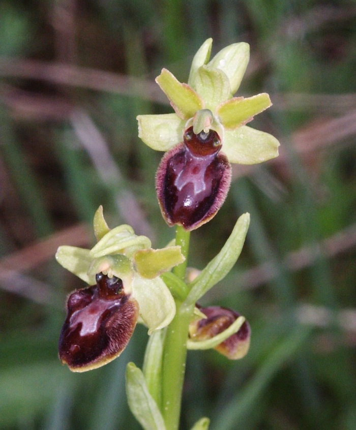 Ophrys sphegodes