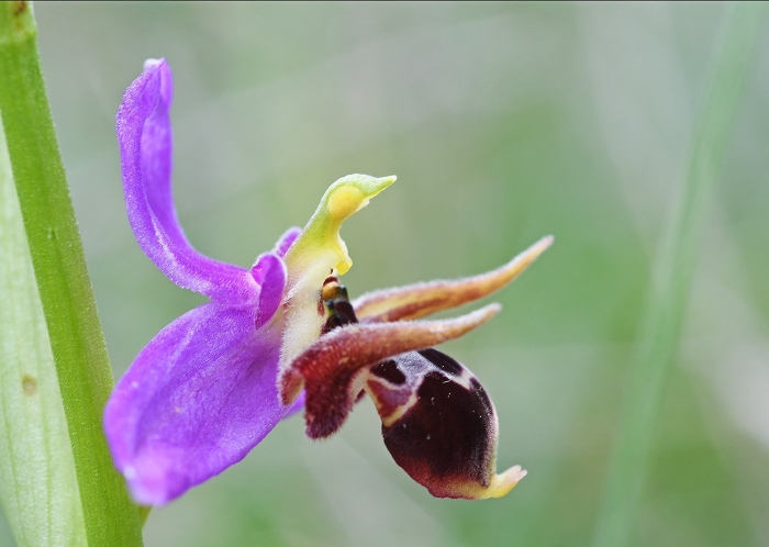 Офрис оводоносная