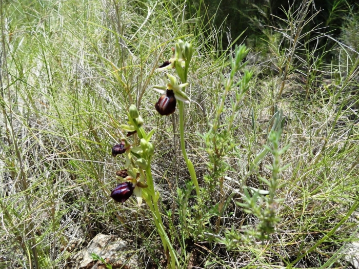 Ophrys sphegodes