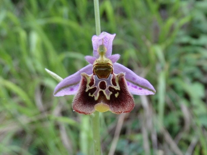 Офрис пчелоносная