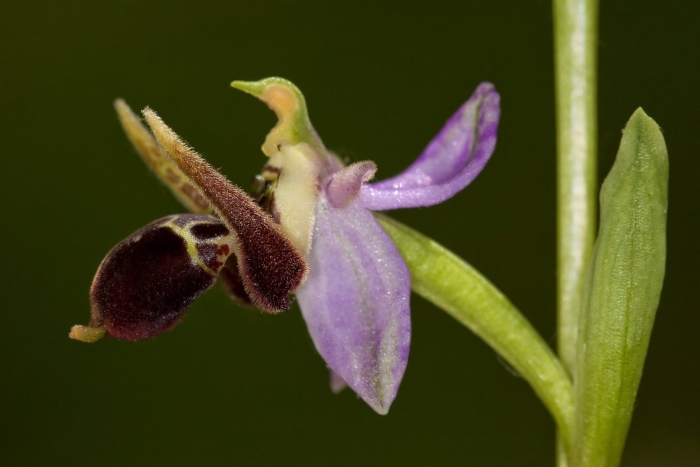 Хары бюль цветок