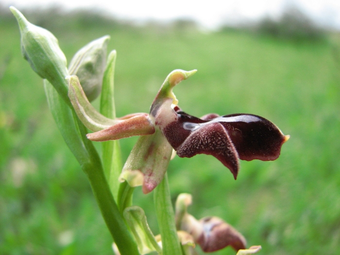 Ophrys mammosa