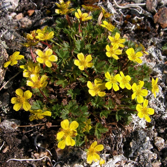 Potentilla neumanniana