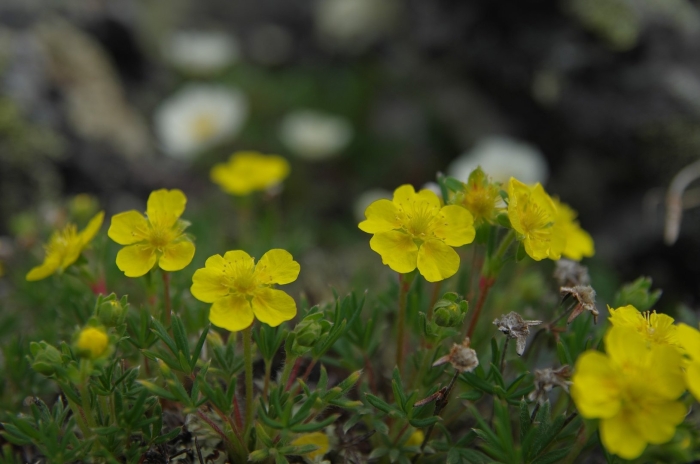 Лапчатка прямостоячая калган