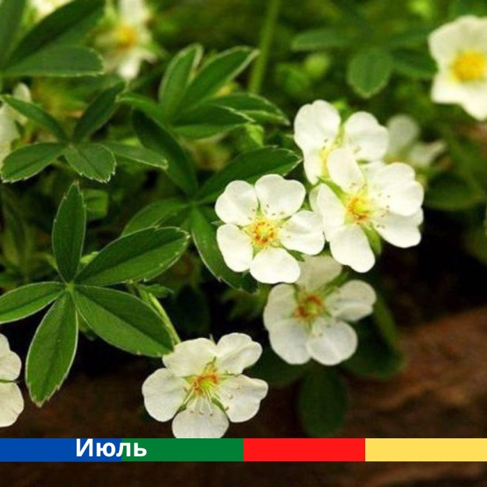 Лапчатка альба