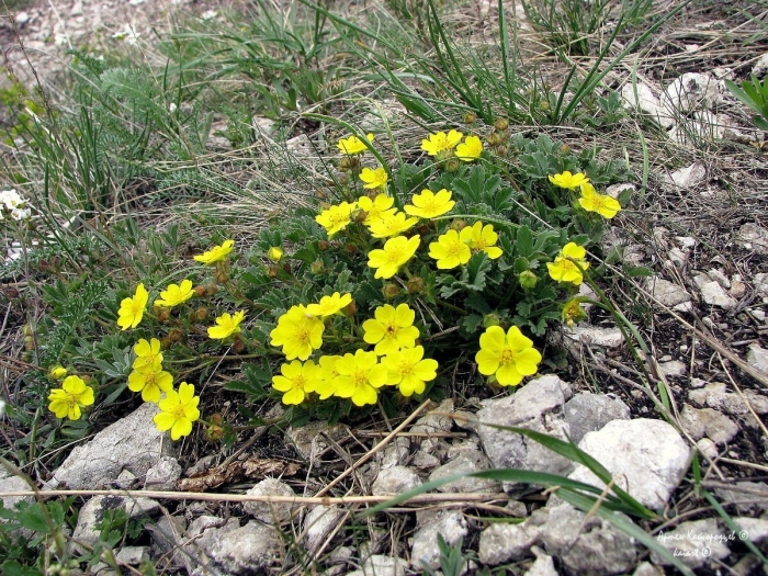 Potentilla acaulis