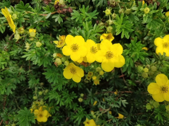 Лапчатка врангелевская