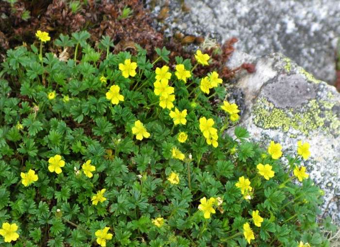 Potentilla erecta