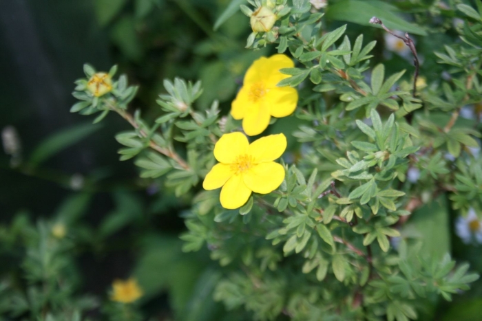 Лапчатка курильский чай