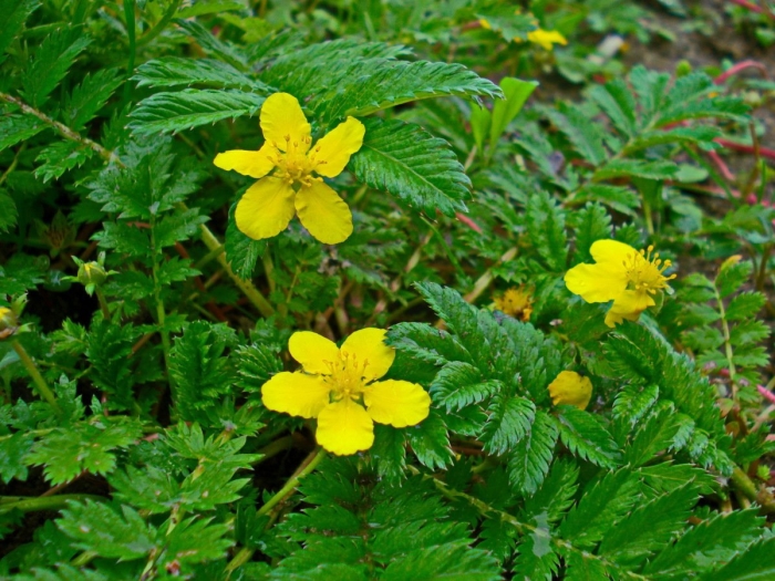 Лапчатка гусиная