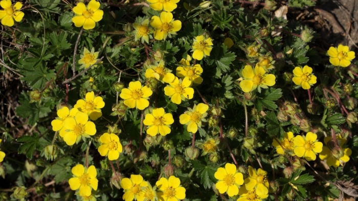 Лапчатка гибридная эмили