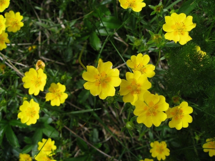 Лапчатка гусиная potentilla anserina