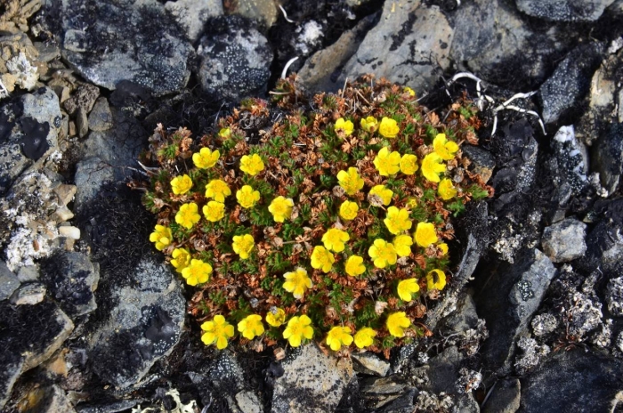 Potentilla arctica