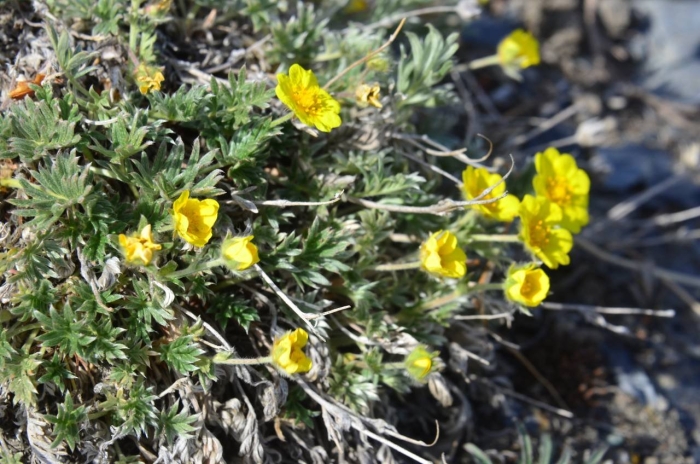 Potentilla crantzii