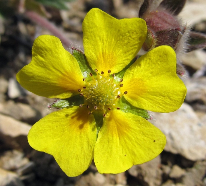 Лапчатка серебристая potentilla argentea