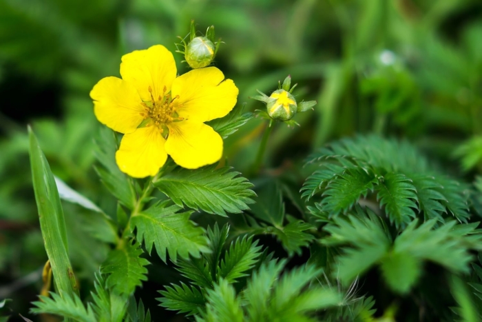 Potentilla anserina