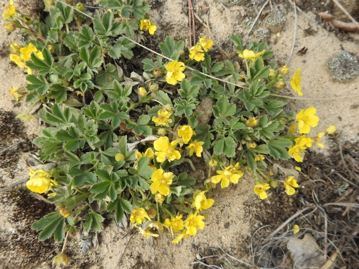 Лапчатка трехлистная