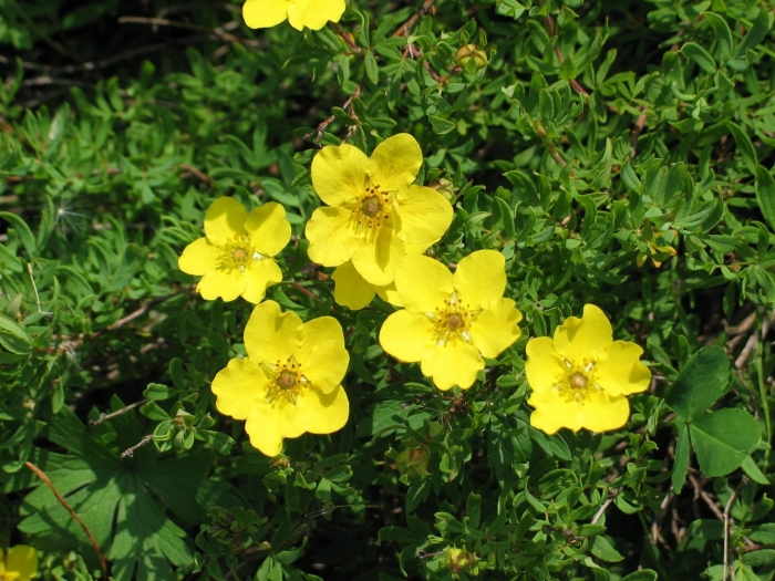 Лапчатка фридрихсена