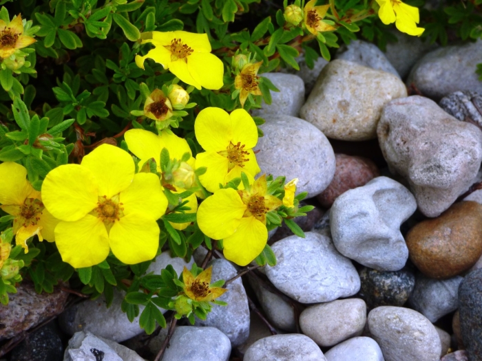 Лапчатка еллоу берд