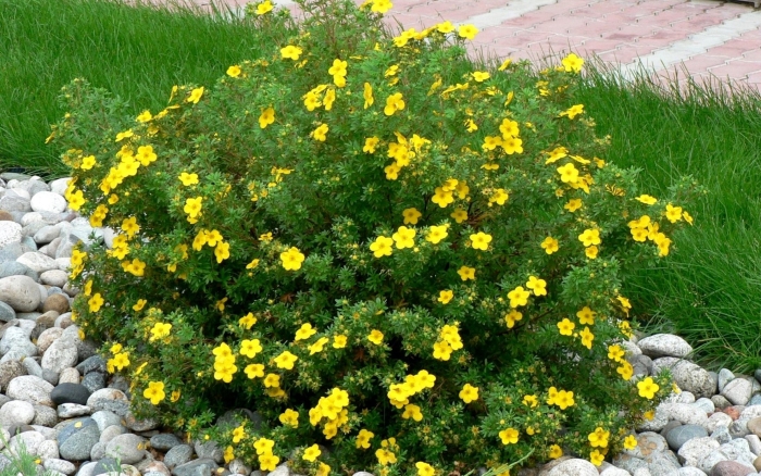 Лапчатка кустарниковая goldfinger