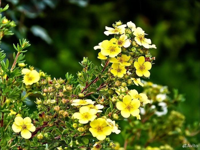 Лапчатка кустарниковая фридхем