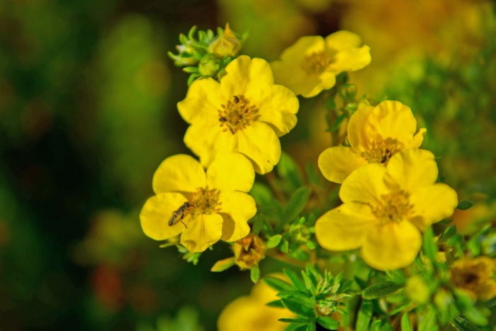 Лапчатка кустарниковая элизабет