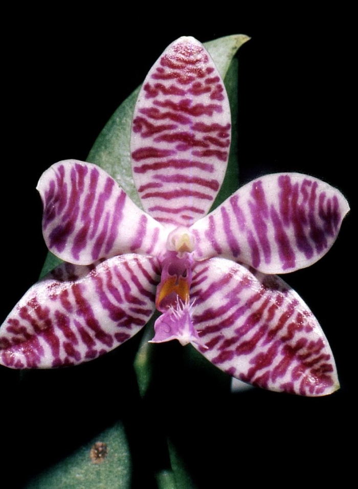 Phalaenopsis lueddemanniana